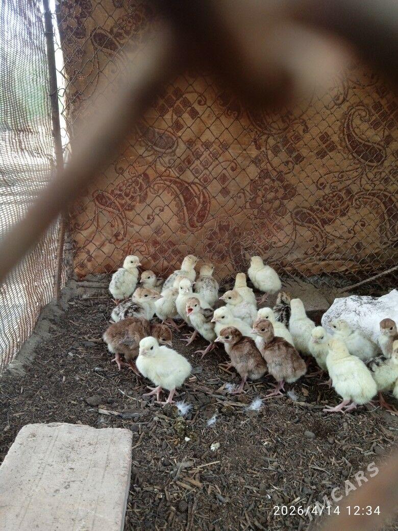 İnduk jüje - Туркменабат - img 1