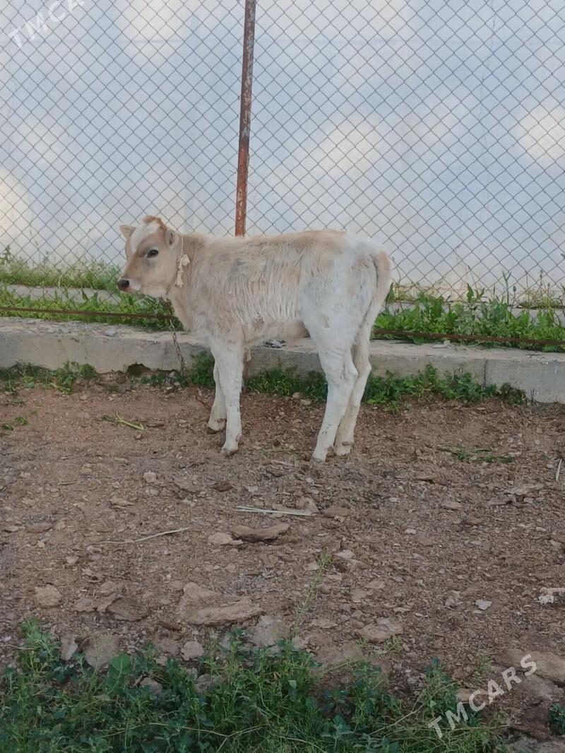 öküz - Гёкдепе - img 1