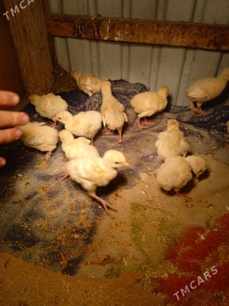 İnduk juje - Байрамали - img 1