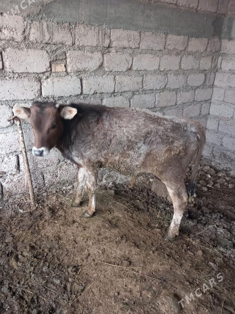 öküzçe - Ак-Бугдайский этрап - img 1