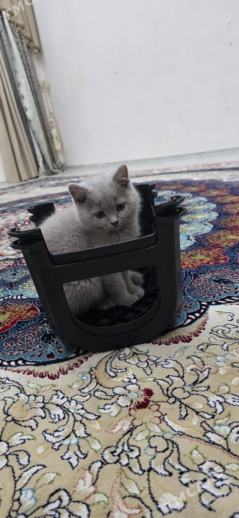 pisik - Мир 8 - img 1