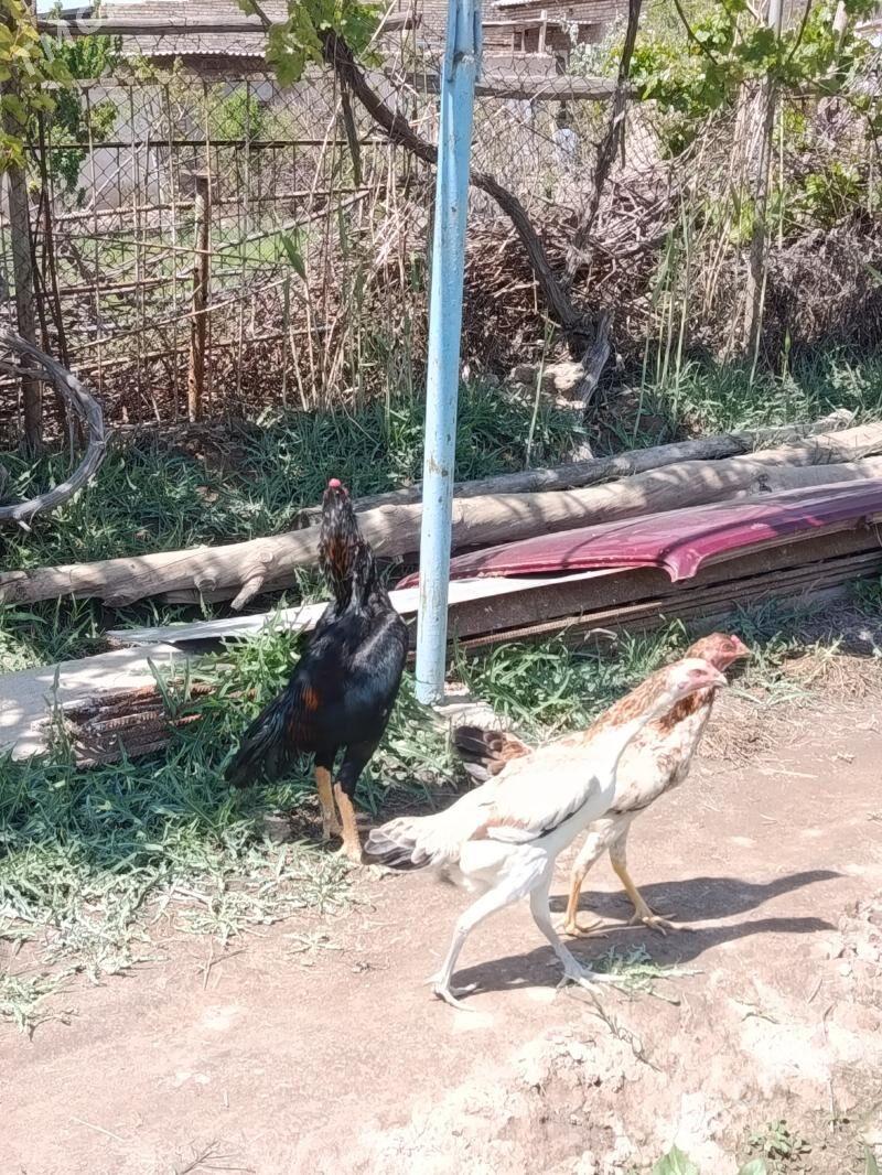 Horaz - Türkmenabat - img 1