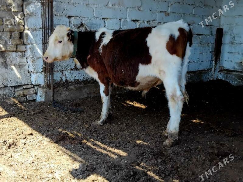 окузче - Туркменабат - img 1