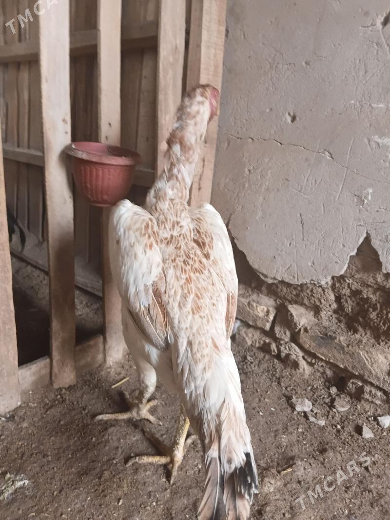 towuk - Daşoguz - img 1