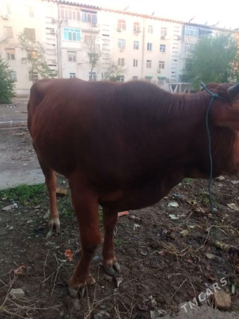 Öküz - Türkmenabat - img 1