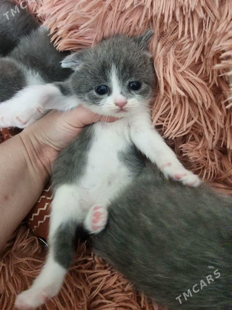 Шотландские котята - Ашхабад - img 1
