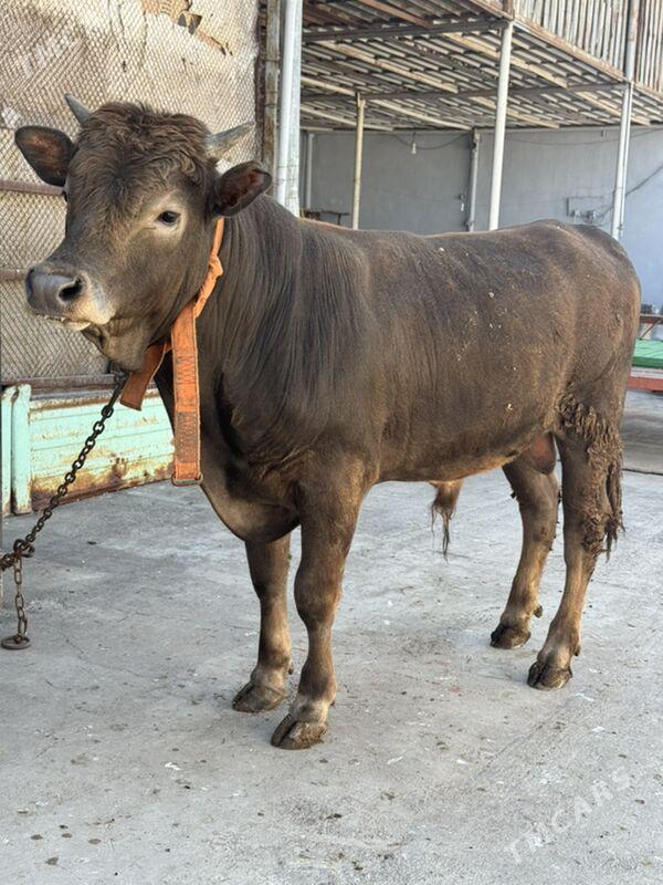 okuz - Хитровка - img 1