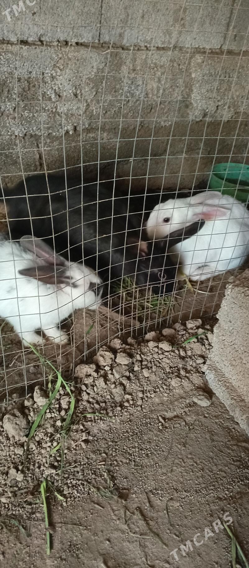 товшан - Ак-Бугдайский этрап - img 1