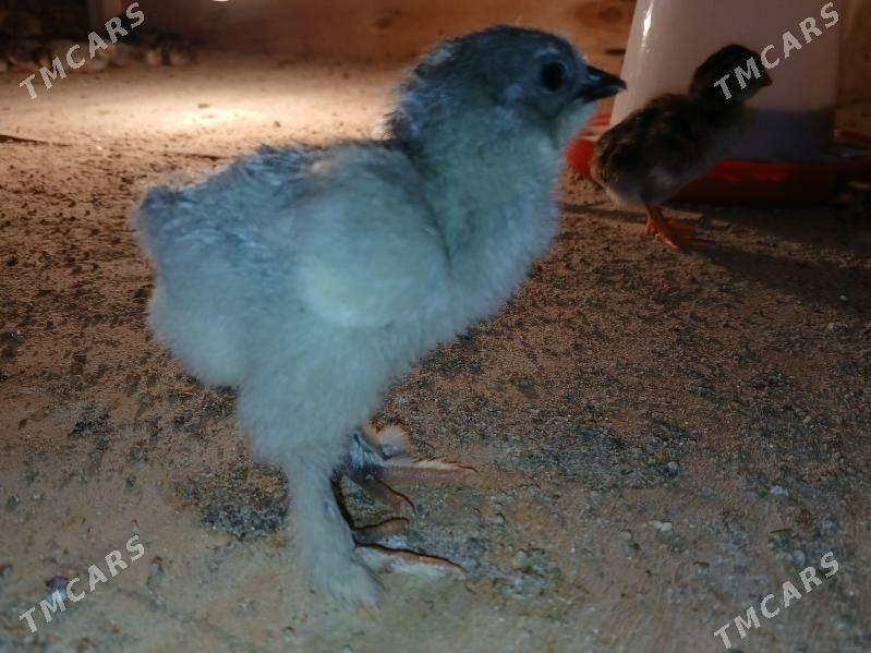 Lawanda juyje - Гёкдепе - img 1