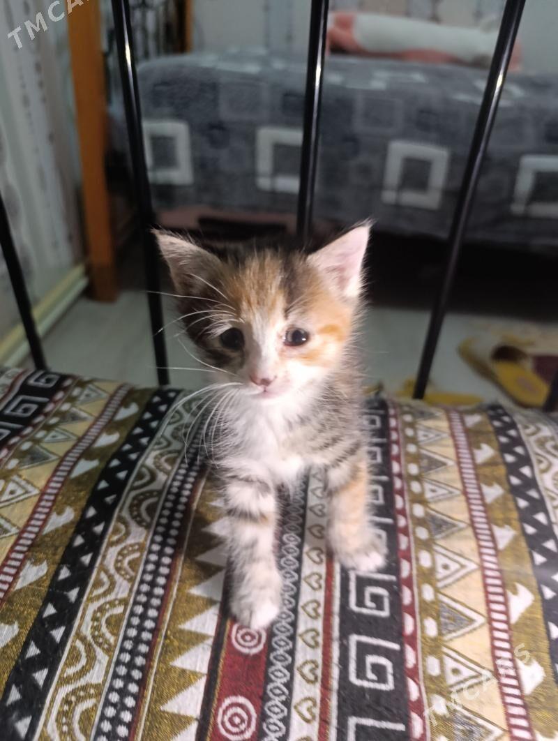котёнок - Türkmenbaşy - img 1