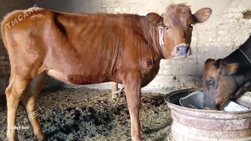 gulajyn - Векильбазар - img 1