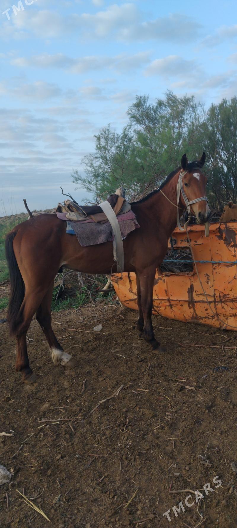 At - Векильбазар - img 1