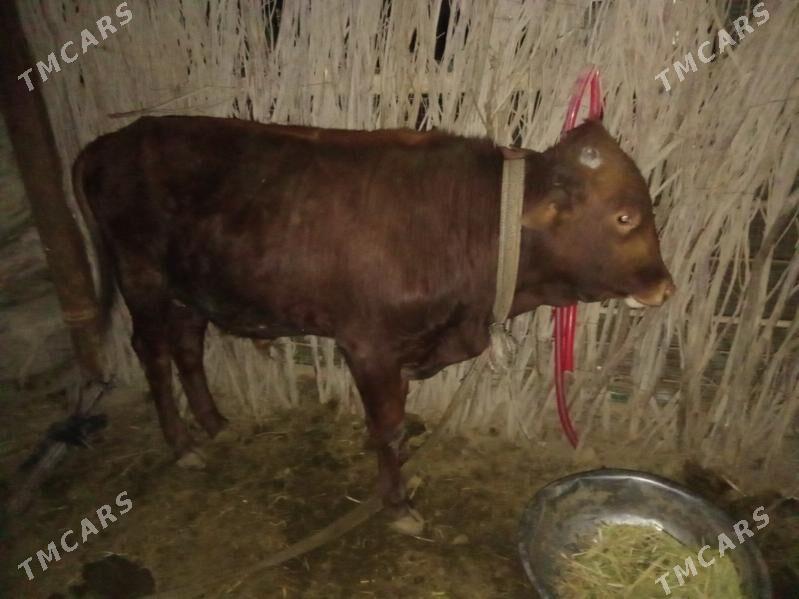 õkiz - Sakarçäge - img 1