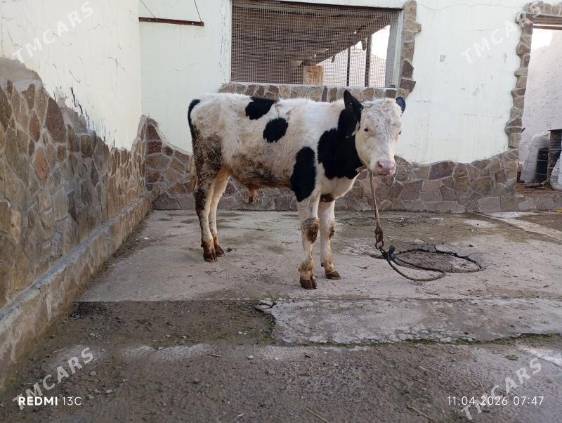 okuzca - Türkmenabat - img 1