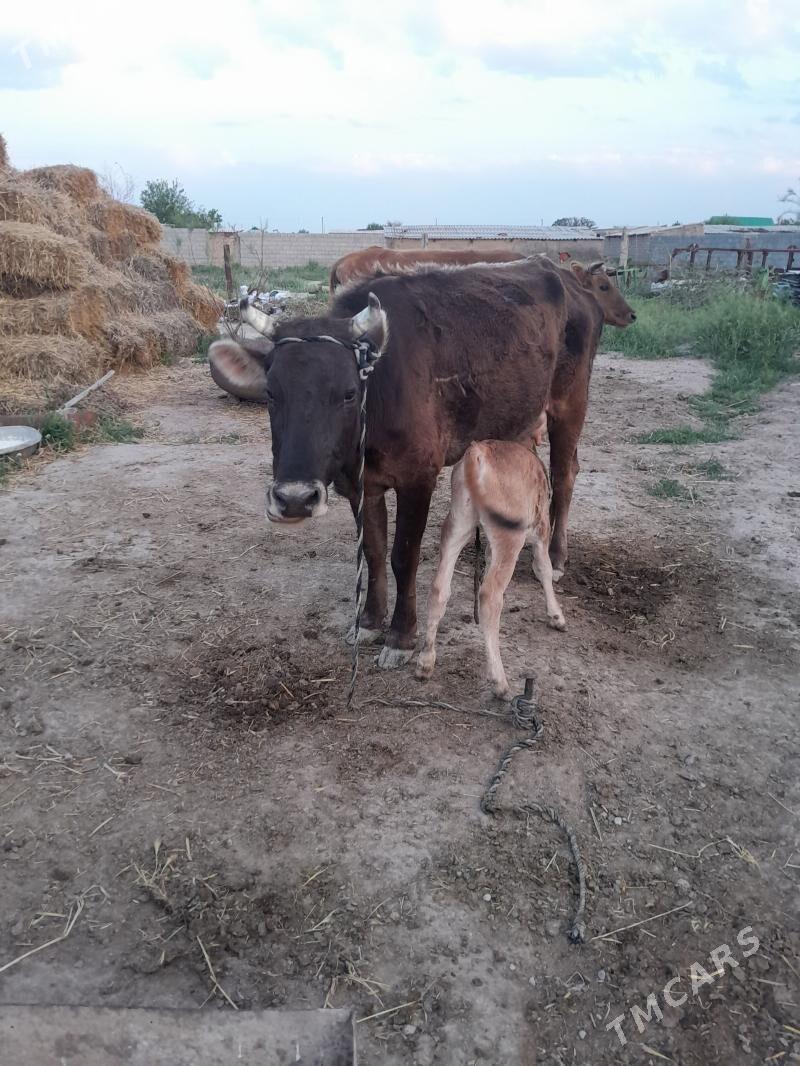 Goleli sygyr - Кака - img 1