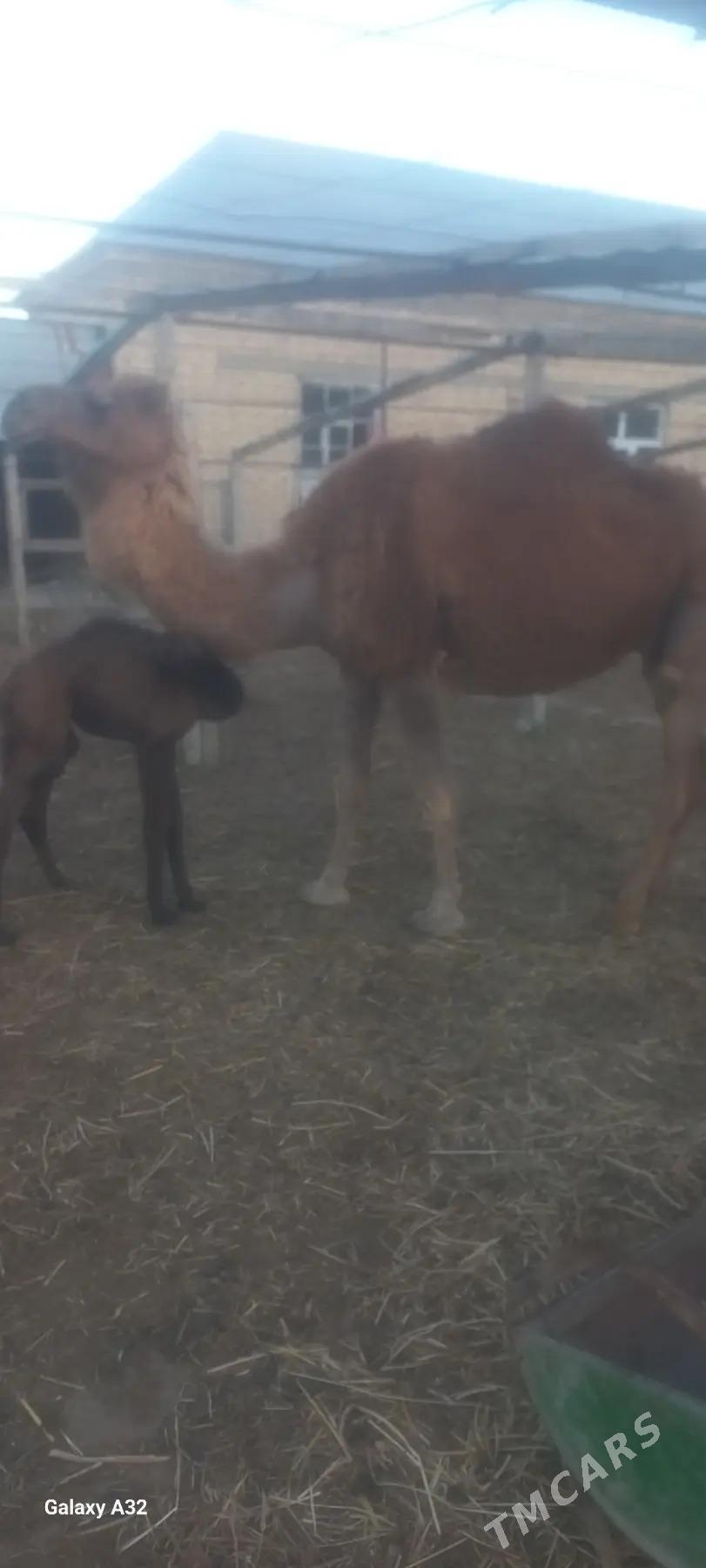 kosekli duye - Гёкдепе - img 1