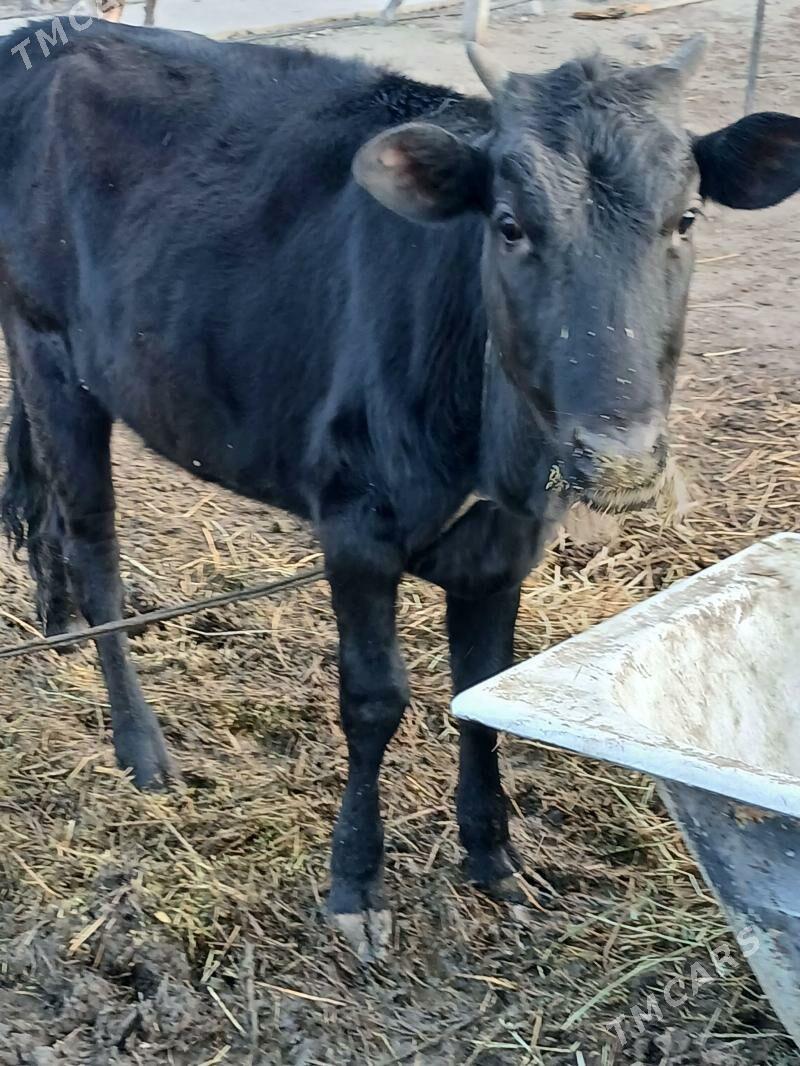 tuwe - Gökje - img 1