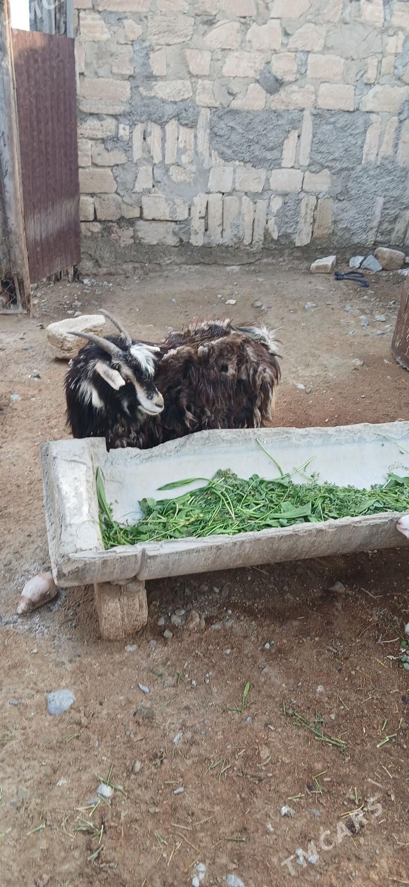 DOG GEÇI - Гызыларбат - img 1