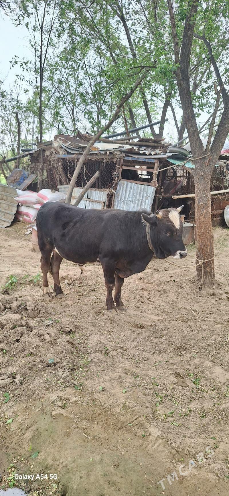 okuz - Änew - img 1