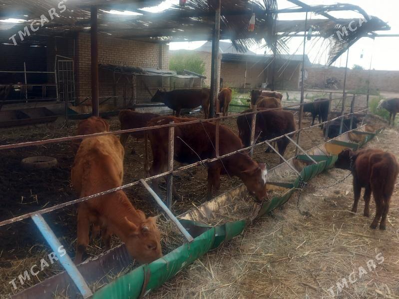 göleli sygyr v öküzler gulajyn - Мары - img 1