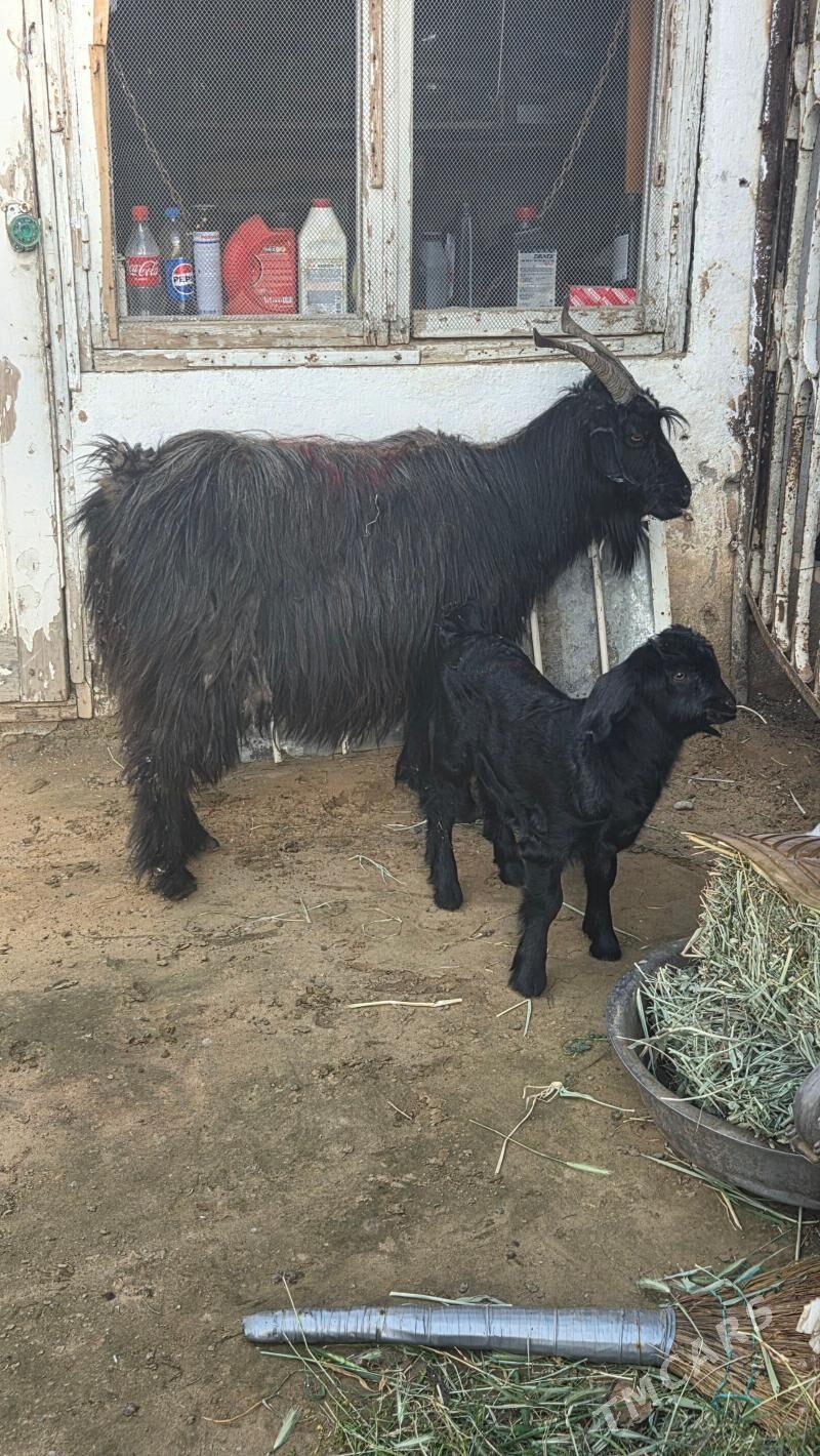 Owlak geci - Ашхабад - img 1