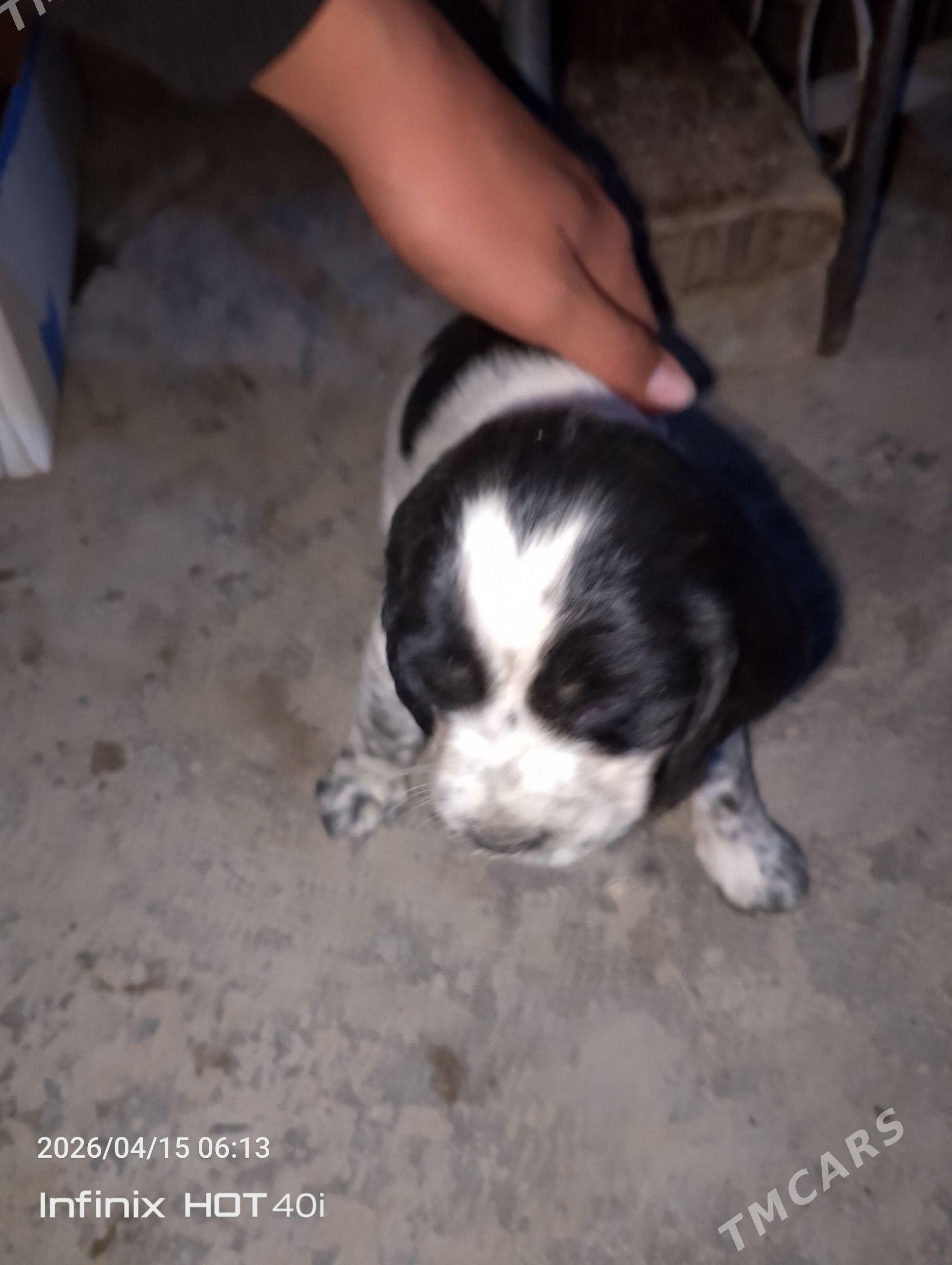 Gujik - Бахарден - img 1