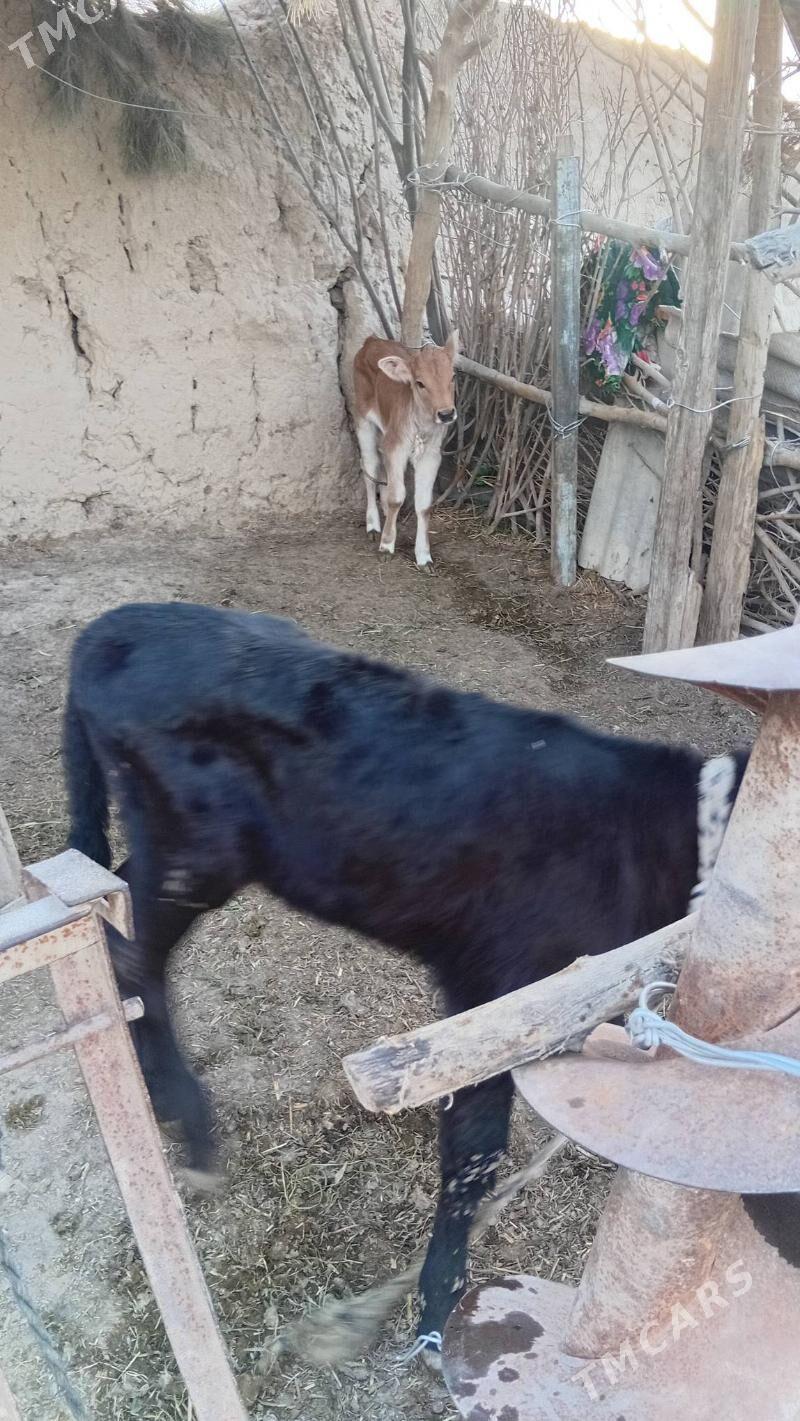 goleli sygyr - Кака - img 1