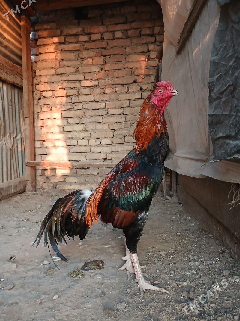 baysok - Çärjew - img 1