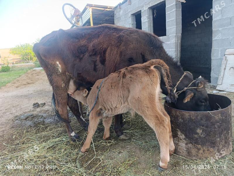 goleli sygyr - Гёкдепе - img 1