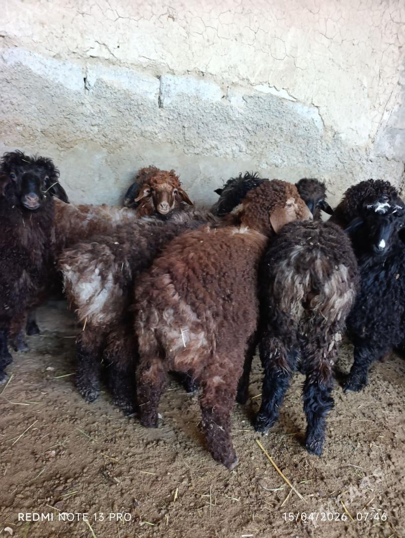 berre tokly - Büzmeýin - img 1