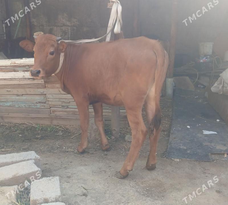 TUWE - Büzmeýin - img 1