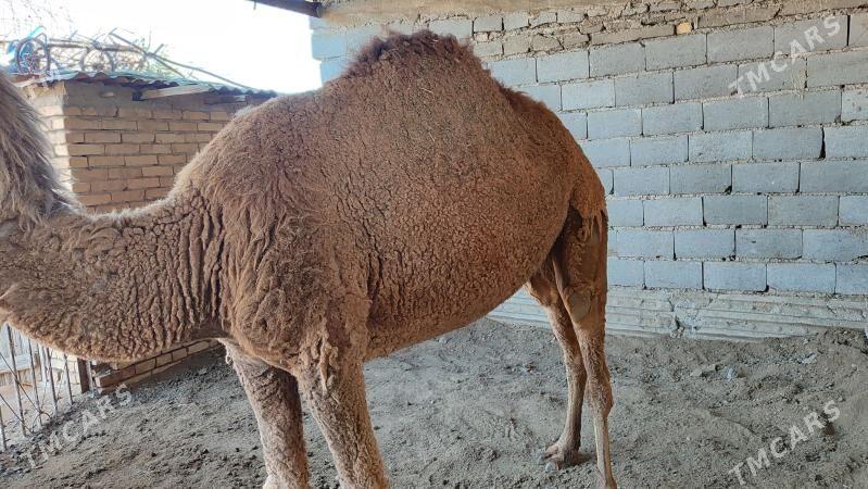 Düýe - Gyzylarbat - img 1