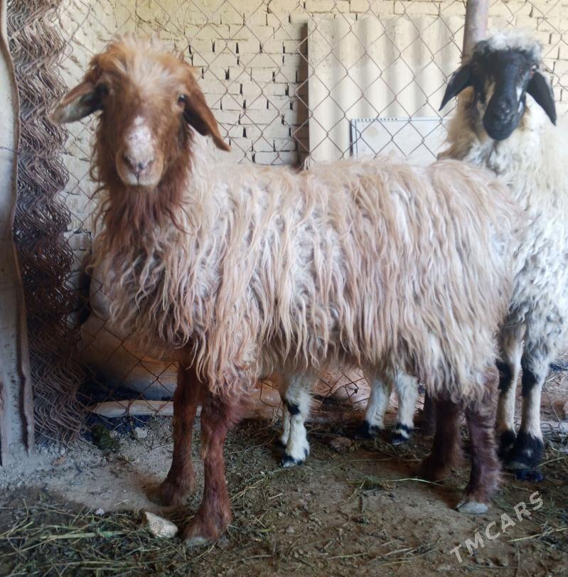 guzyly goyun - Байрамали - img 1