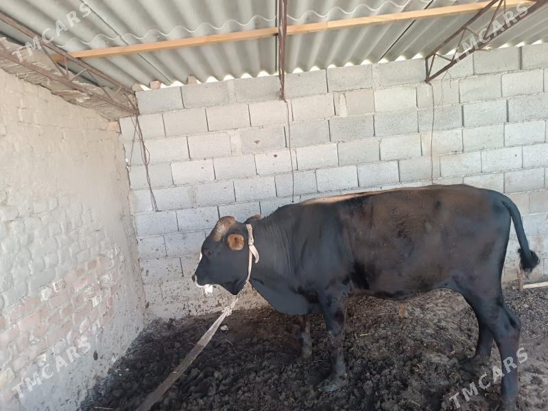 OKUZ - Murgap - img 1