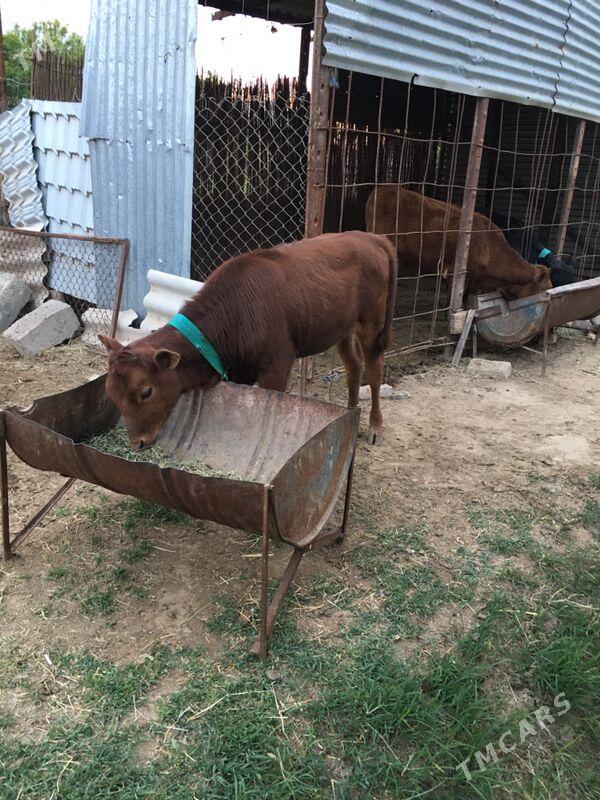 Gulajyn - Сакарчага - img 1