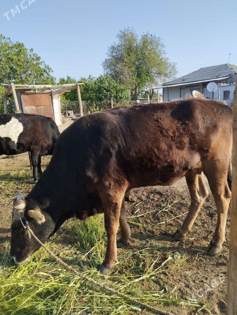 Sygyr şwes - Гёкдепе - img 1