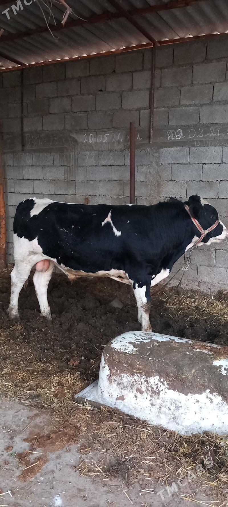 golisteyin okiz - Gökje - img 1