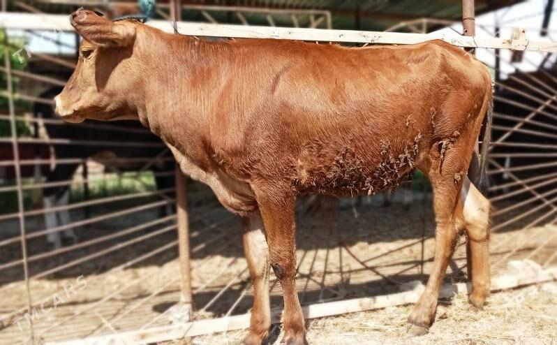 Baklyk - Туркменабат - img 1