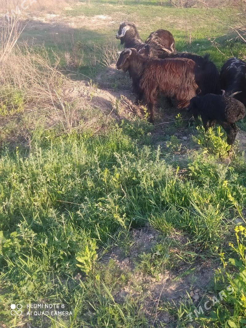 çewiş - Gökdepe - img 1