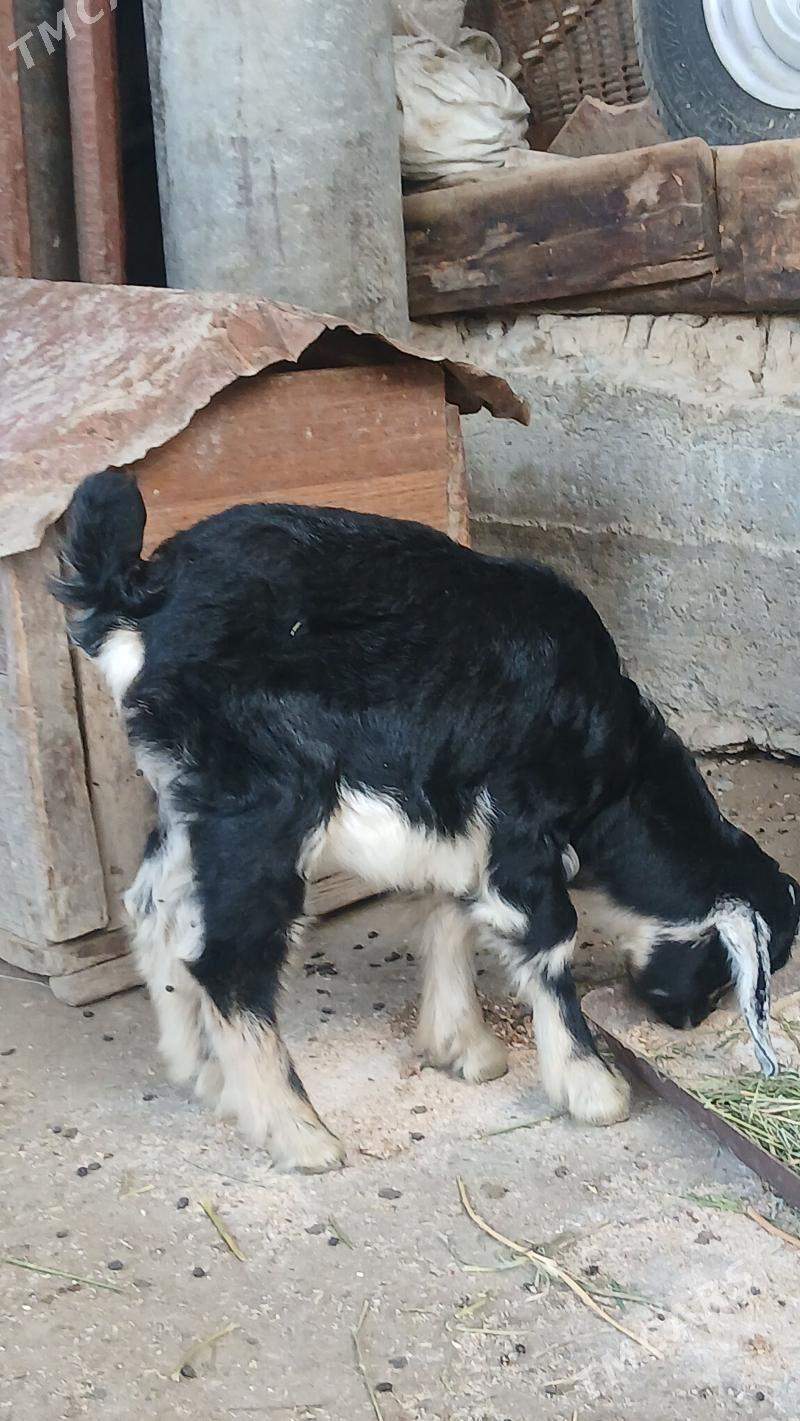 otygan ovlak - Gyzylarbat - img 1