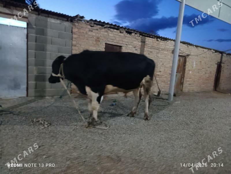 gara ala öküz - Бахарден - img 1