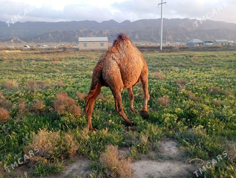 Torumly Düýe - Bereket - img 1