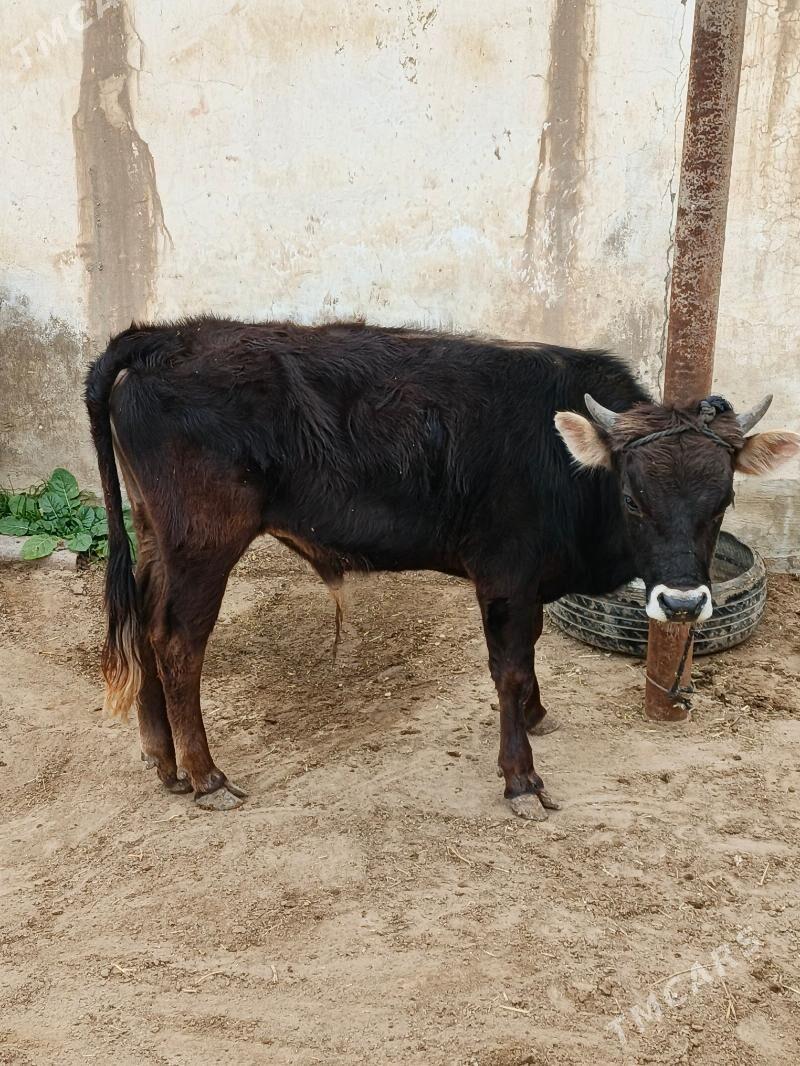 Öküz - Esenguly - img 1