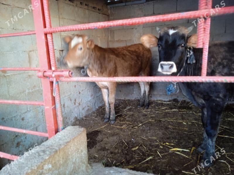 öküz tüwe - Кипджак - img 1