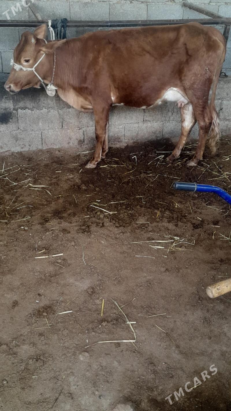 göleli sygyr - Gökdepe - img 1