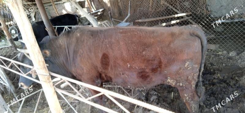 okuz - Чарджоу - img 1