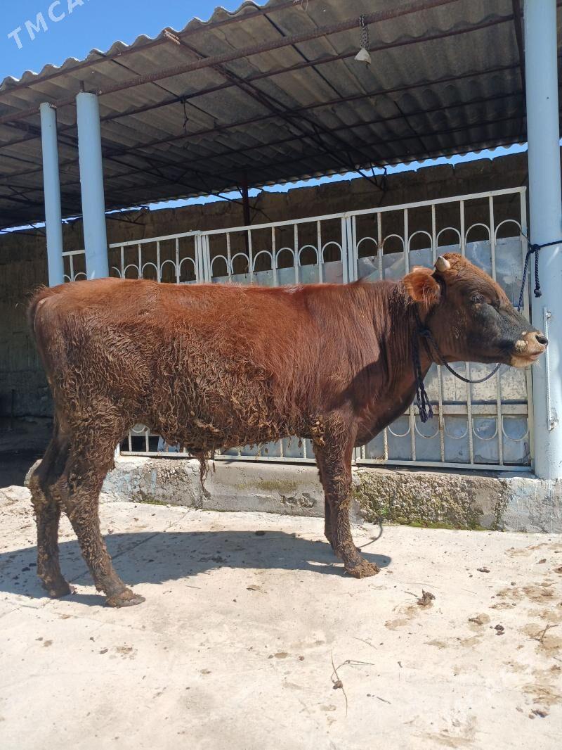 ÖKÜZ - Büzmeýin - img 1