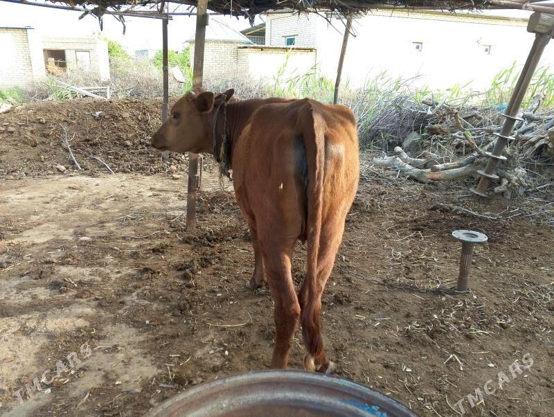 Gulajyn - Wekilbazar - img 1