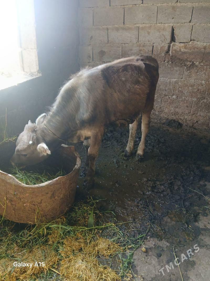 Okuzce - Bäherden - img 1