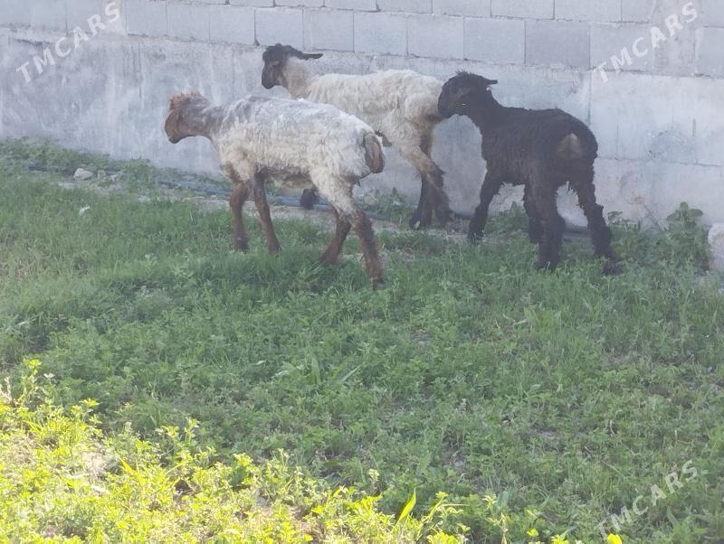 isekler - Гёкдепе - img 1